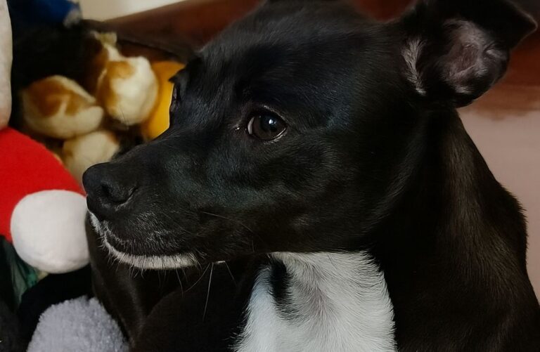 Trovata malata insieme ai suoi cuccioli, Trilly non ha mai smesso di prendersi cura di loro. Oggi anche lei ha finalmente una famiglia pronta ad amarla.