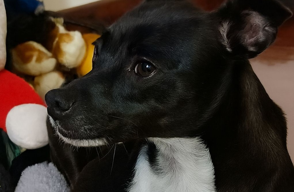 Trovata malata insieme ai suoi cuccioli, Trilly non ha mai smesso di prendersi cura di loro. Oggi anche lei ha finalmente una famiglia pronta ad amarla.