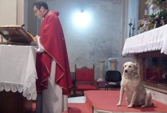 Accolto dal parroco del paese, il cane entra in chiesa come un fedele speciale. Un gesto semplice che racconta amore, rispetto e umanità.