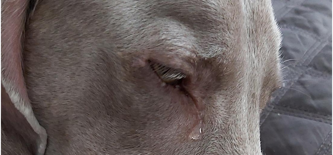 A quasi tre mesi dalla perdita, una fotografia riapparsa tra le memorie ha riportato alla luce il dolore di un legame spezzato e mai dimenticato.