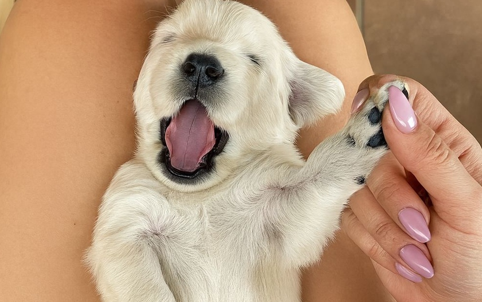 Una cucciola abbandonata tra i rifiuti è riuscita a sopravvivere: oggi ha una nuova vita, fatta di carezze, affetto e speranza ritrovata.