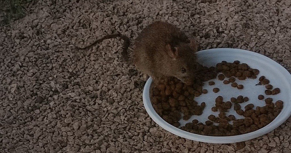 Da tre anni Gigio, un vecchio topo, vive tra i recinti di cani e gatti senza che nessuno lo scacci. È diventato parte del branco.