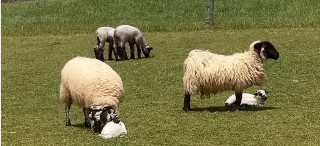 Una pecora perde il suo piccolo appena nato, ma un’altra madre decide di condividere uno dei suoi agnellini: un atto naturale di amore e compassione.