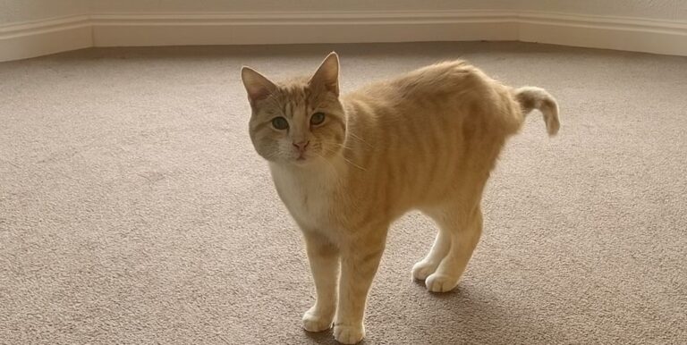 Un gatto, rimasto solo dopo la scomparsa della sua padrona, ha continuato a vegliare la sua vecchia casa. Con l’arrivo dei nuovi proprietari, ha ritrovato un rifugio.
