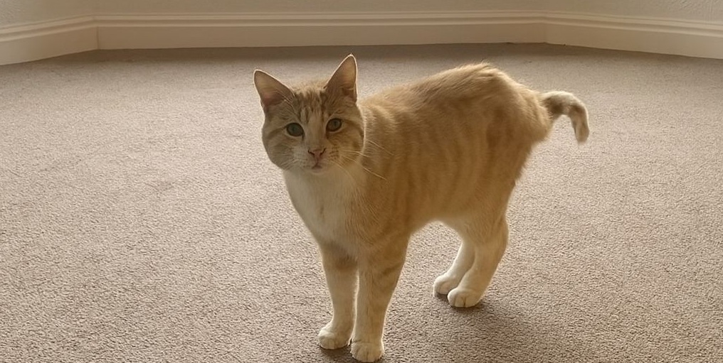 Un gatto, rimasto solo dopo la scomparsa della sua padrona, ha continuato a vegliare la sua vecchia casa. Con l’arrivo dei nuovi proprietari, ha ritrovato un rifugio.