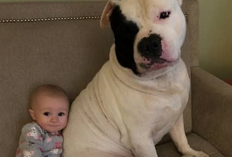Tutti dicevano che sarebbe stato un pericolo per la neonata. Invece, quel cane è diventato il suo angelo silenzioso, inseparabile e vigile, fin dal primo giorno.