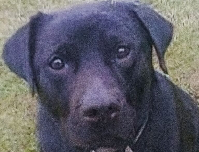 Dolce e giocherellona, Luna ha dimostrato di saper diventare una guardiana coraggiosa quando la sua padrona si è trovata in pericolo.