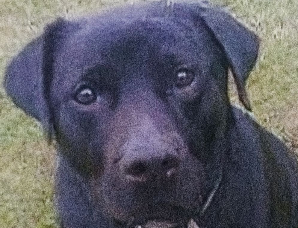 Dolce e giocherellona, Luna ha dimostrato di saper diventare una guardiana coraggiosa quando la sua padrona si è trovata in pericolo.