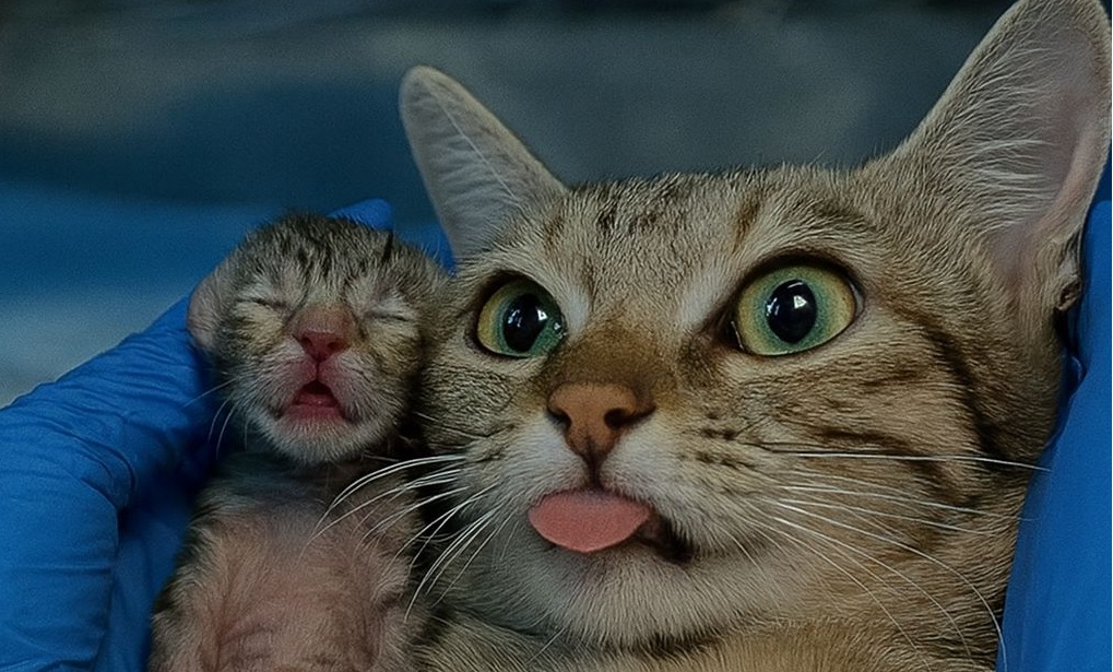 Da randagia affamata a madre piena d’amore: una gatta salvata poco prima del parto ha dato alla luce i suoi cuccioli tra le cure dei veterinari.