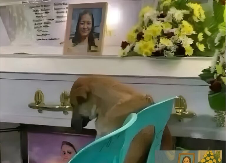 Durante il funerale di Julita, un cane si è accasciato accanto alla bara rifiutandosi di lasciarla. La sua fedeltà ha commosso tutti i presenti.