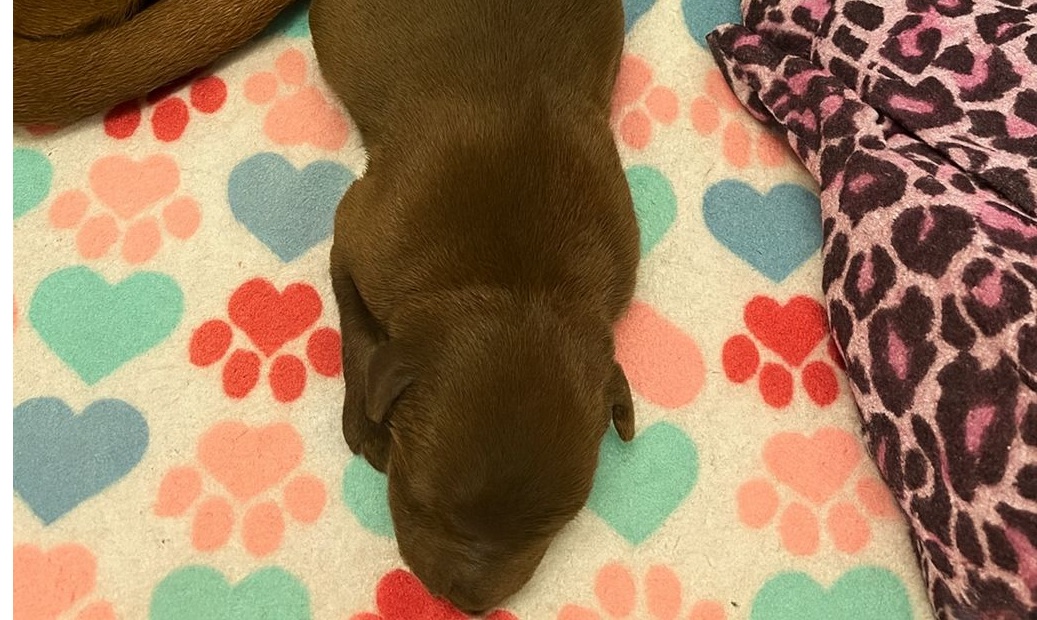 Chiamati per un presunto cane aggressivo, gli agenti scoprono invece una cagnolona stremata che difendeva i suoi piccoli: salvata insieme ai cuccioli.