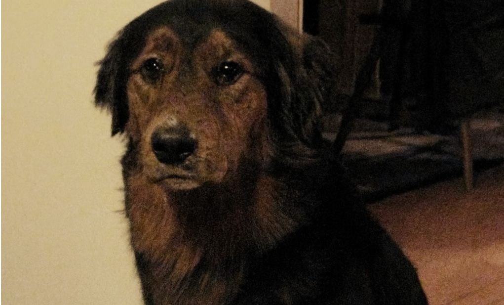 Dopo 18 mesi di rifiuti in un rifugio, un cane randagio ha trovato l’amore grazie a Nancy e a un’adozione che ha trasformato per sempre le loro vite.