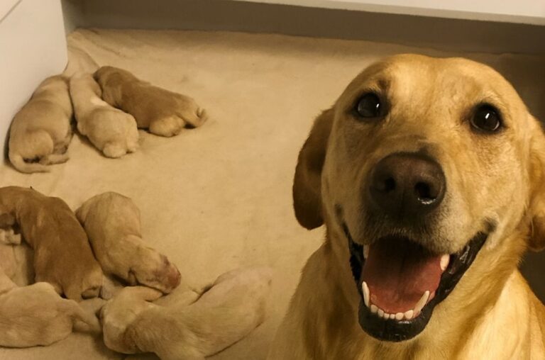 Tremava di freddo, troppo magra e stanca, ma stringeva a sé i suoi cinque cuccioli. Oggi, grazie all’aiuto ricevuto, ha ritrovato fiducia e forza.