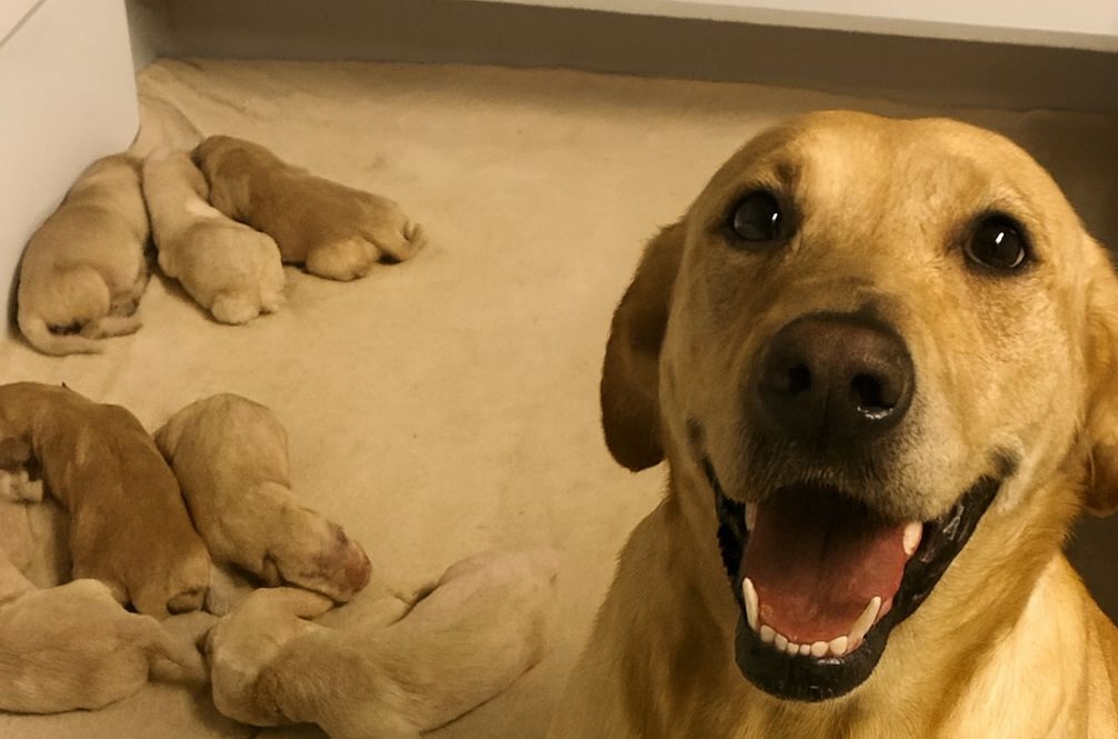 Tremava di freddo, troppo magra e stanca, ma stringeva a sé i suoi cinque cuccioli. Oggi, grazie all’aiuto ricevuto, ha ritrovato fiducia e forza.