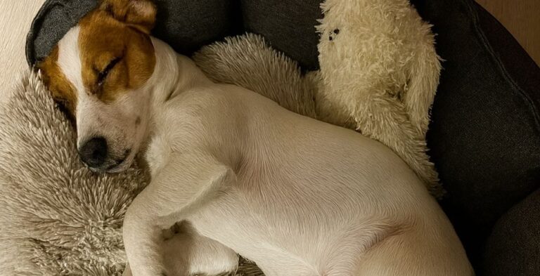 Dopo giorni di fame e paura, si è addormentato sereno per la prima volta: ora ha un letto, una casa e qualcuno che non lo lascerà più.