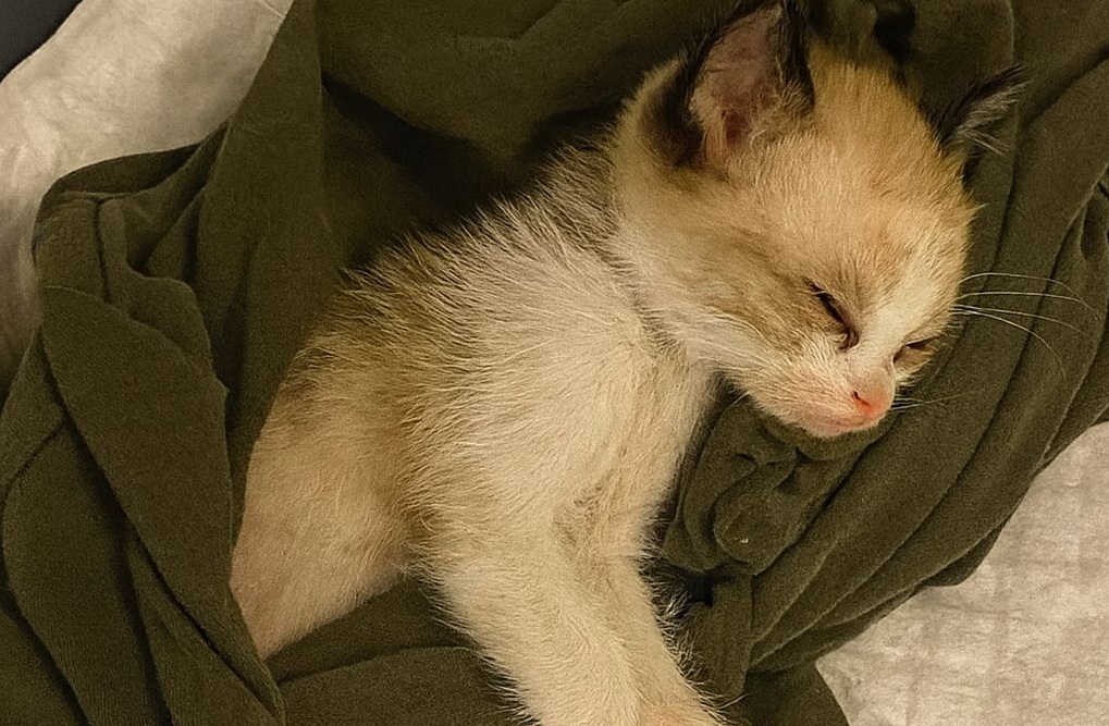 Un piccolo gattino abbandonato davanti a una clinica veterinaria, gravemente malato e disidratato, è stato salvato grazie a un soccorso tempestivo e a un grande atto d’amore.