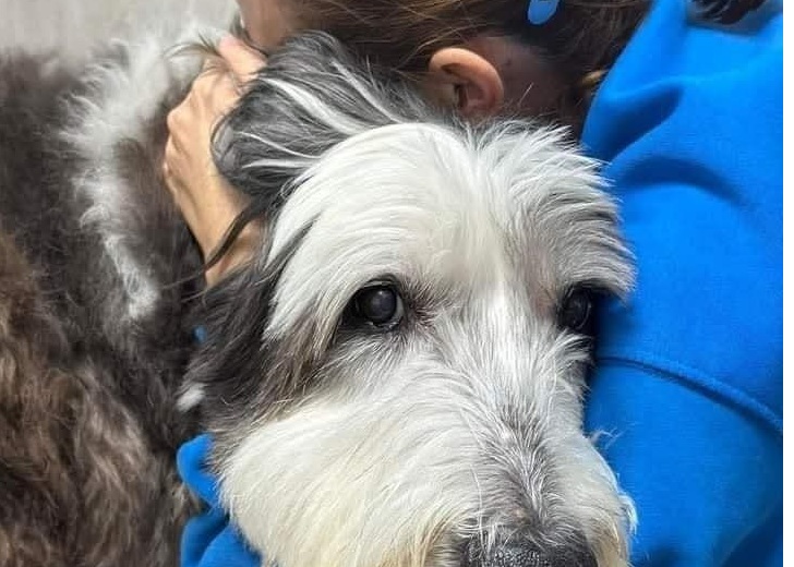 Un bobtail di 14 anni, colpito da gravi problemi cardiaci e respiratori, è stato addormentato. Il dolore della decisione continua a pesare sui suoi proprietari.