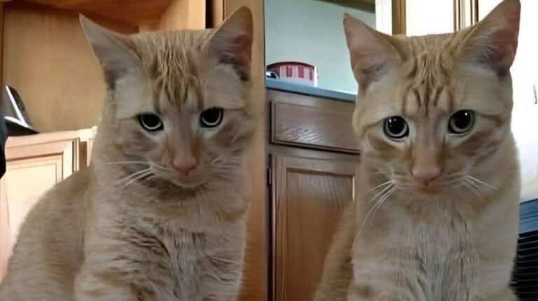 Una donna racconta la sua incredibile esperienza: il suo gatto scompare per settimane, torna a casa e poco dopo ricompare anche l’originale. Ora convivono due gemelli felini.