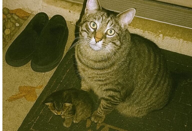 Nato sordo, Romeo non ha mai sentito un miagolio. Eppure ha riconosciuto il bisogno di aiuto di una gattina indifesa e l’ha portata a casa.