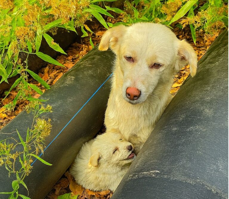 Trovati abbandonati in un bosco, rannicchiati l’uno sull’altro tra tubi arrugginiti, una cagnolina e il suo cucciolo hanno trovato per sempre una casa piena d’amore.
