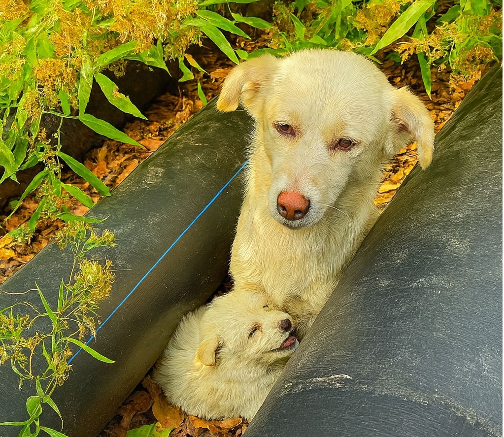 Trovati abbandonati in un bosco, rannicchiati l’uno sull’altro tra tubi arrugginiti, una cagnolina e il suo cucciolo hanno trovato per sempre una casa piena d’amore.