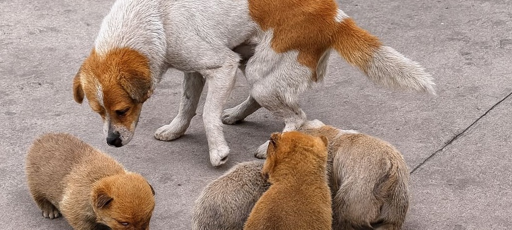 Investita e abbandonata, Luna ha perso le zampe posteriori ma non il suo istinto di madre: ha dato la vita ai suoi cuccioli e oggi corre felice.