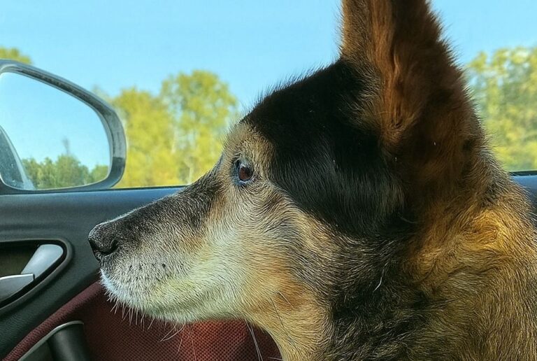 Ha passato 14 anni dietro le sbarre di un canile. Poi le porte si sono aperte: il suo primo sguardo al mondo libero è stato un inno alla vita.
