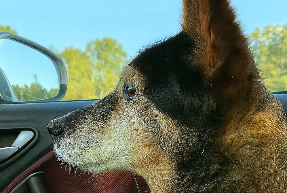 Ha passato 14 anni dietro le sbarre di un canile. Poi le porte si sono aperte: il suo primo sguardo al mondo libero è stato un inno alla vita.