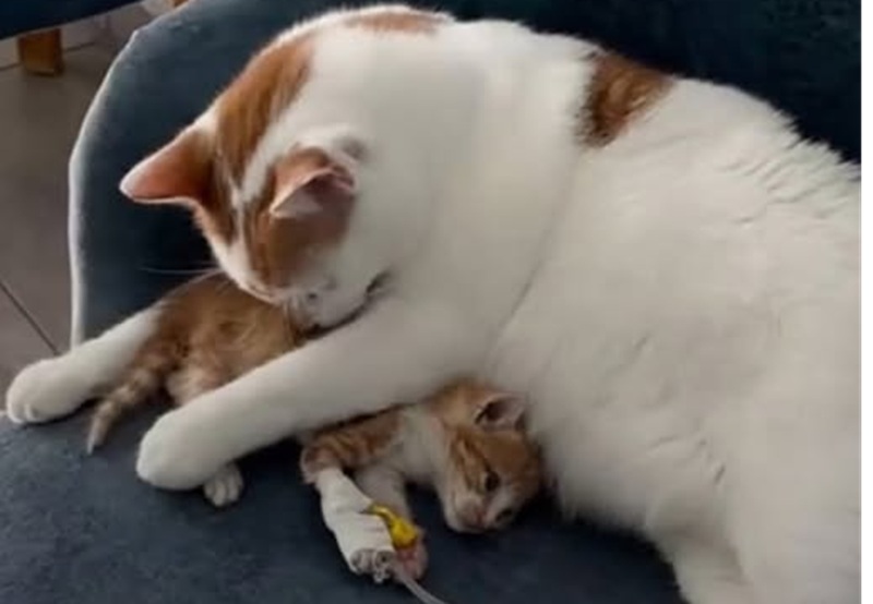 Accudito dalla veterinaria Meryem Imrani, Rico divenne simbolo di speranza: da cucciolo salvato a gatto che consola e sostiene animali in difficoltà.
