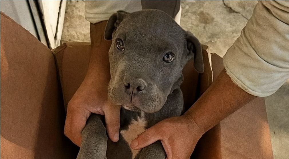 Il cucciolo lasciato davanti al rifugio con un biglietto: “Mio papà lo picchia, non voglio che gli faccia del male” Dentro una scatola di cartone, avvolto in una coperta troppo grande per lui. Accanto, un biglietto di un bambino che ha scelto l’amore più difficile: rinunciare. Un gesto che parla di amore e dolore Lo hanno trovato davanti al rifugio, dentro una scatola di cartone. Il cucciolo tremava piano, non di freddo ma di paura. Accanto a lui, una coperta e un foglio stropicciato, scritto con calligrafia incerta: «Mi dispiace. Mio papà lo picchia. Non voglio che gli faccia del male.» Non era un abbandono, ma un atto di coraggio e protezione. Quel bambino aveva già imparato la lezione più dura: amare significa anche rinunciare, se questo è l’unico modo per salvare. Il sacrificio di un cuore troppo giovane Quel piccolo avrebbe voluto nasconderlo, difenderlo con carezze al posto delle ferite, farsi scudo contro la violenza. Ma sapeva di non poterlo fare. Così ha scelto la via più dolorosa, quella che solo chi ama davvero riesce a percorrere: lasciarlo andare, per offrirgli la possibilità di una vita nuova, libera dalla paura. Un testamento di amore puro Davanti a quella porta non c’era crudeltà, ma amore puro, silenzioso, immenso. Quel biglietto scritto con mani piccole e tremanti resta come un testamento: la forza più grande può nascondersi nello sguardo di un bambino quando sceglie di proteggere chi ama, anche a costo di spezzarsi il cuore.