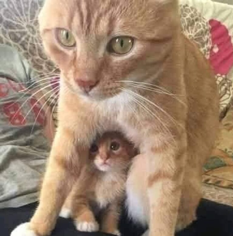 Ha partorito un solo cucciolo, ma lo difende come fosse un’intera cucciolata. Ogni istante è dedizione, protezione, promessa di amore eterno.