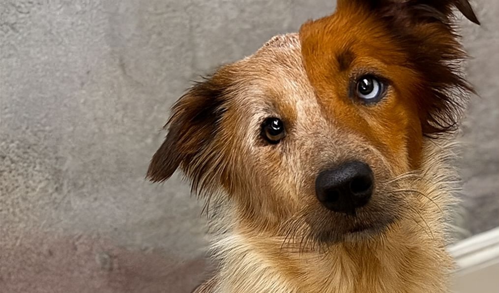 Trovato ferito e malnutrito in un terreno abbandonato, Argo ha lottato per tornare a camminare e oggi vive felice con una famiglia che lo ama.