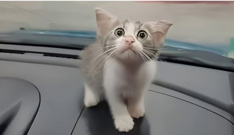 Su un cofano in un parcheggio deserto, una gattina minuscola scelse uno sguardo umano come nuova casa, trasformando una notte qualunque in un destino condiviso.