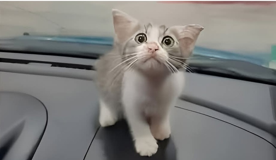 Su un cofano in un parcheggio deserto, una gattina minuscola scelse uno sguardo umano come nuova casa, trasformando una notte qualunque in un destino condiviso.