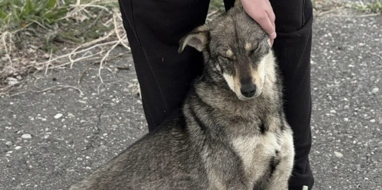 Una passeggiata ordinaria diventa straordinaria: un randagio affamato e silenzioso sceglie da solo la sua nuova casa, trasformando la solitudine in amore.