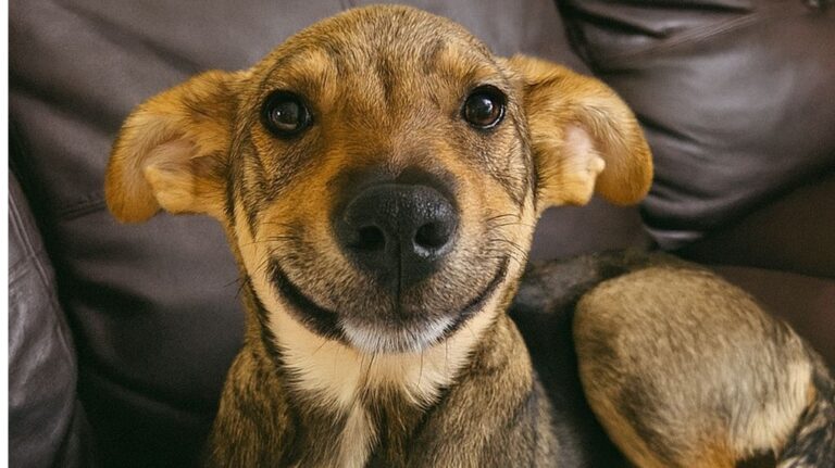 Dopo 40 giorni in rifugio, un cane di due anni viene adottato. Il suo primo sguardo sul divano racconta meglio di mille parole la rinascita.