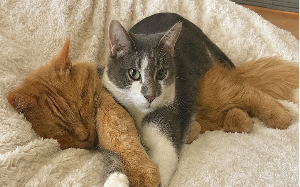 In un pomeriggio qualsiasi, un randagio e un gatto appena adottato si incontrano, si riconoscono e trasformano due solitudini in un legame che diventa casa.