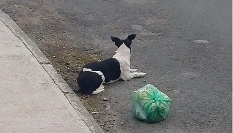 Un cane lasciato sul ciglio della strada con i suoi giochi ha atteso invano il ritorno della sua famiglia. Poi anche quei ricordi gli sono stati portati via.