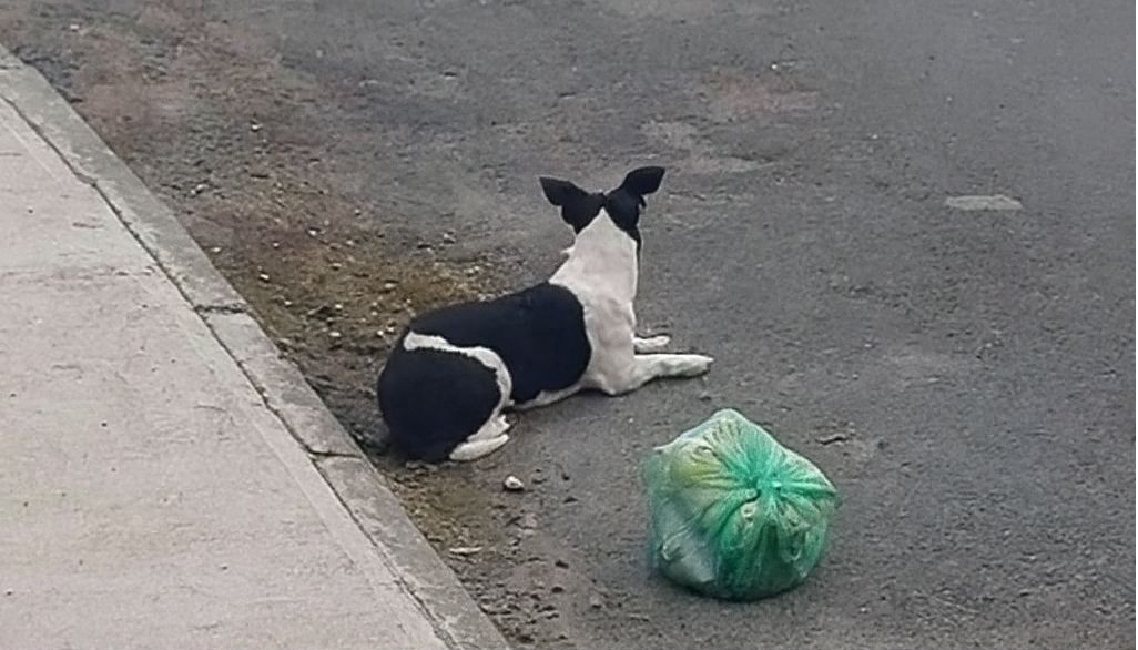 Un cane lasciato sul ciglio della strada con i suoi giochi ha atteso invano il ritorno della sua famiglia. Poi anche quei ricordi gli sono stati portati via.