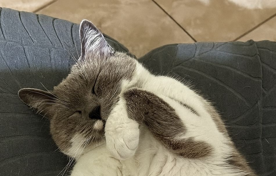 Non amava i gatti, preferiva i cani. Poi Micia, una randagia incinta, ha scelto la sua casa per partorire: da allora nulla è stato più lo stesso.