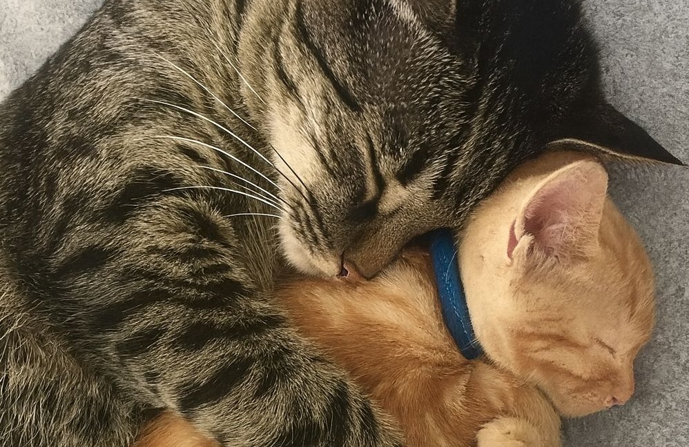 Il gattino arancione arrivò al rifugio spaventato e solo. Poi Toby, un ex randagio, lo accolse con un abbraccio che gli cambiò per sempre la vita.