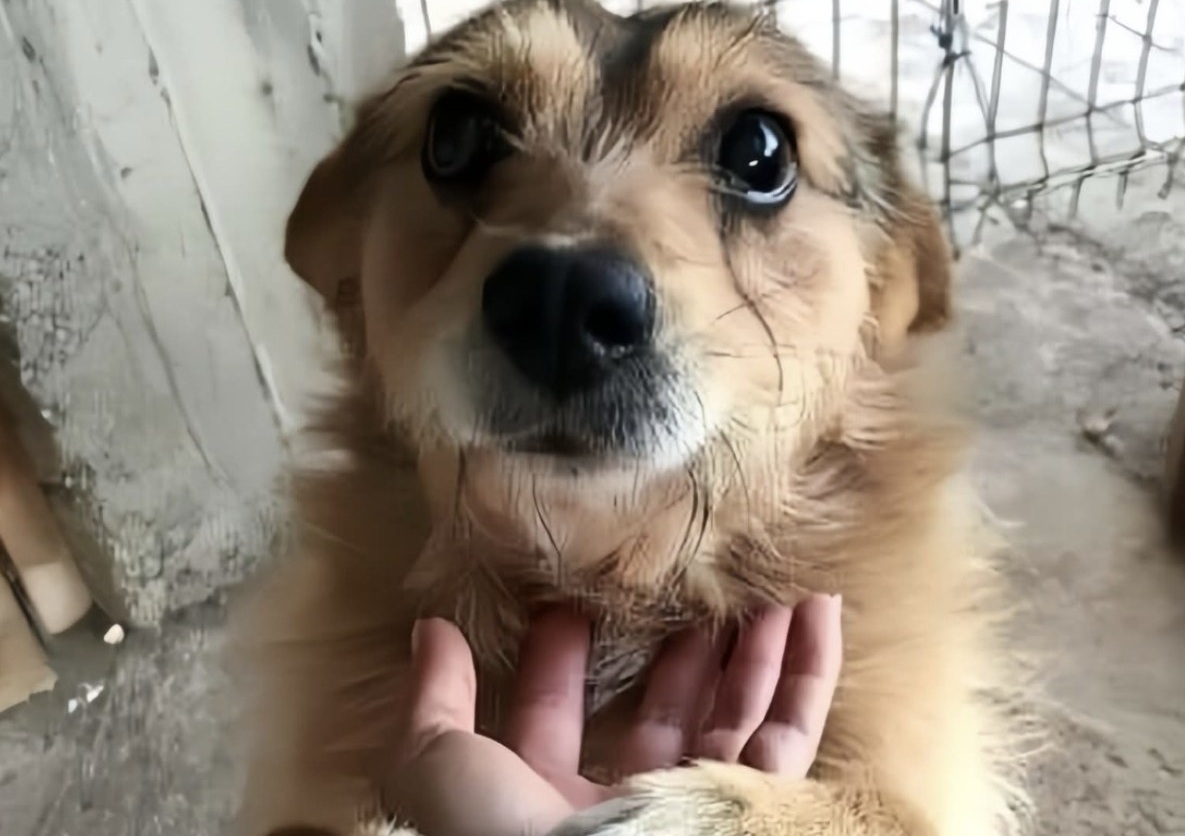 Per giorni ha atteso dietro le sbarre con gli occhi pieni di speranza. Oggi è stato adottato e manda baci a chi lo ha salvato.