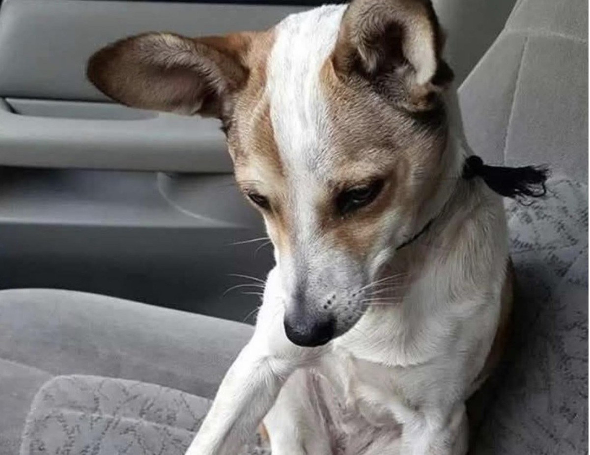 Adottato dopo tante delusioni, un cane pensa di andare incontro all’ennesimo addio. In realtà è diretto verso la sua prima, vera famiglia.