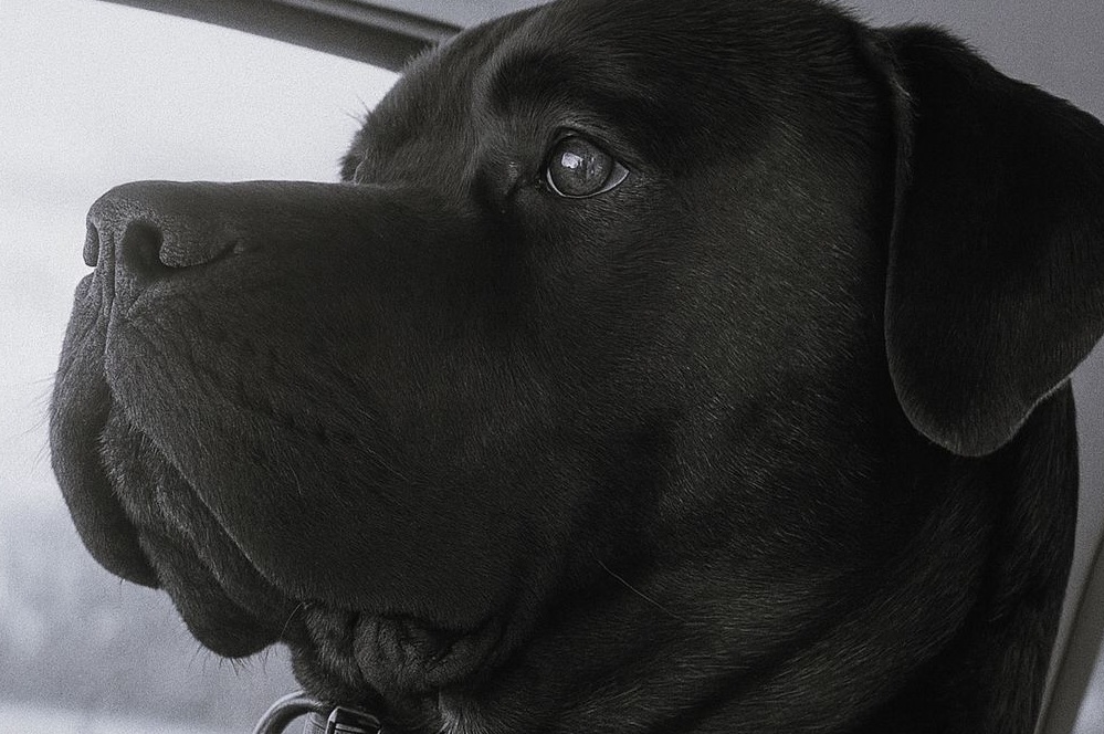 Un cane malato ha affrontato l’ultimo viaggio accanto al suo umano. Un addio silenzioso, pieno di amore, vissuto con la stessa dignità di sempre.