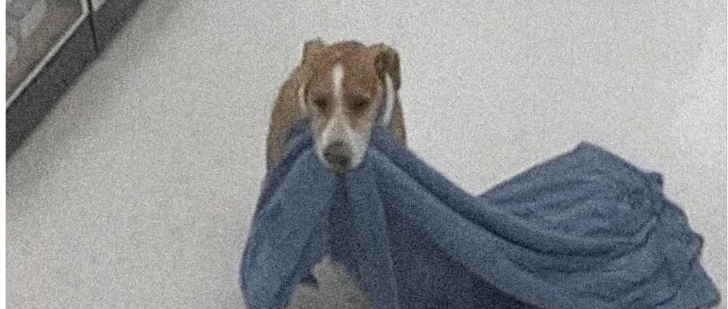 Le telecamere riprendono un cane entrare in un negozio, prendere una coperta e portarla a un senzatetto. Il gesto scatena una gara di solidarietà.