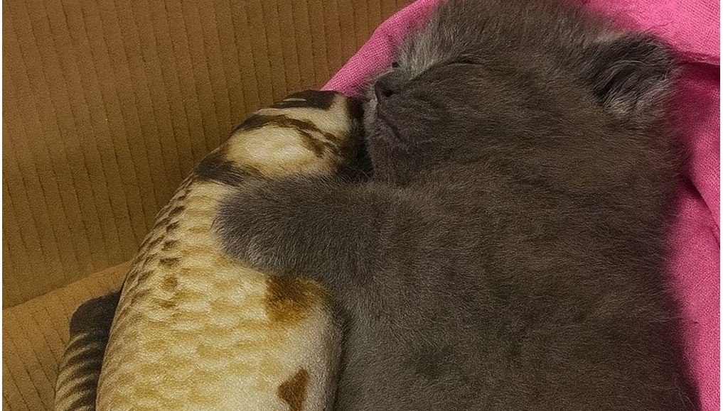 Trovato in strada con un solo giocattolo, Milo oggi ha una casa e una famiglia. Non stringe più il suo pesce per paura, ma come ricordo dolce.
