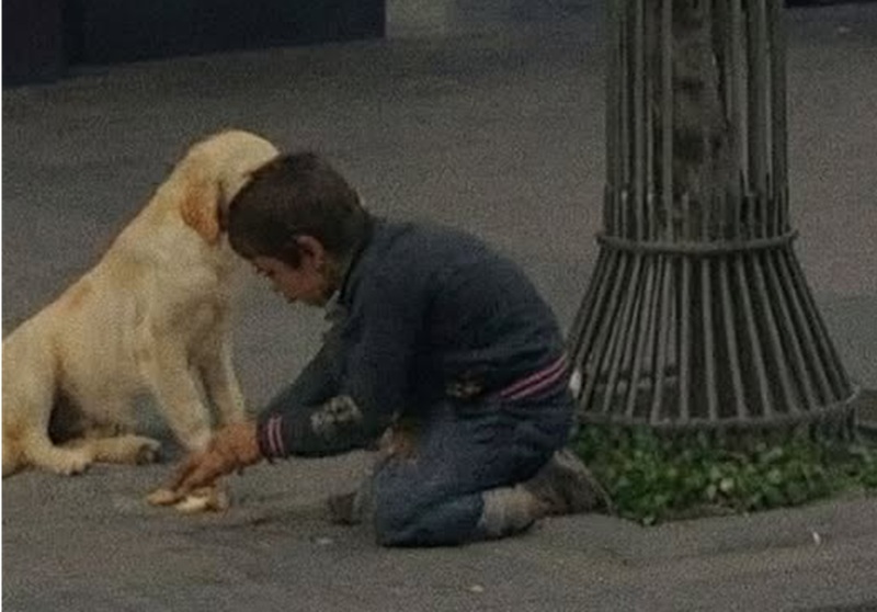 Ogni giorno tornava affamato da scuola, ma non perché non mangiasse: divideva il suo pranzo con due cani randagi. La mamma scopre tutto dalle telecamere.