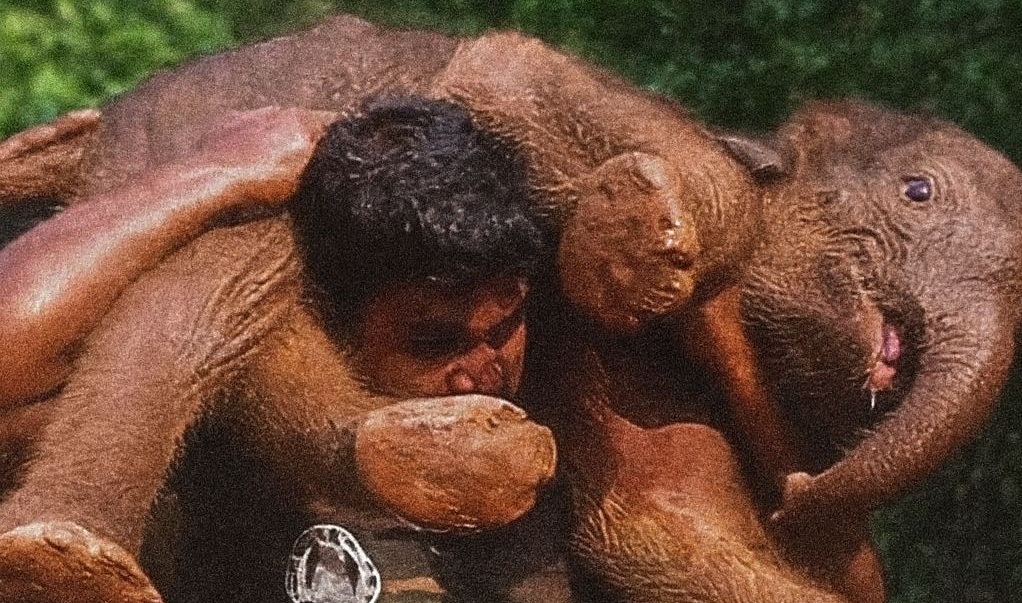 Un cucciolo di elefante caduto in una trincea è stato salvato da un abitante del villaggio che, da solo, lo ha riportato in salvo sulle proprie spalle.