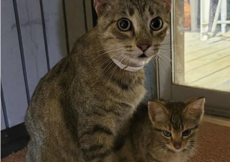 Una gatta affamata e stremata ha trovato la forza di presentarsi davanti a una porta stringendo a sé il suo gattino: cercava aiuto solo per lui.