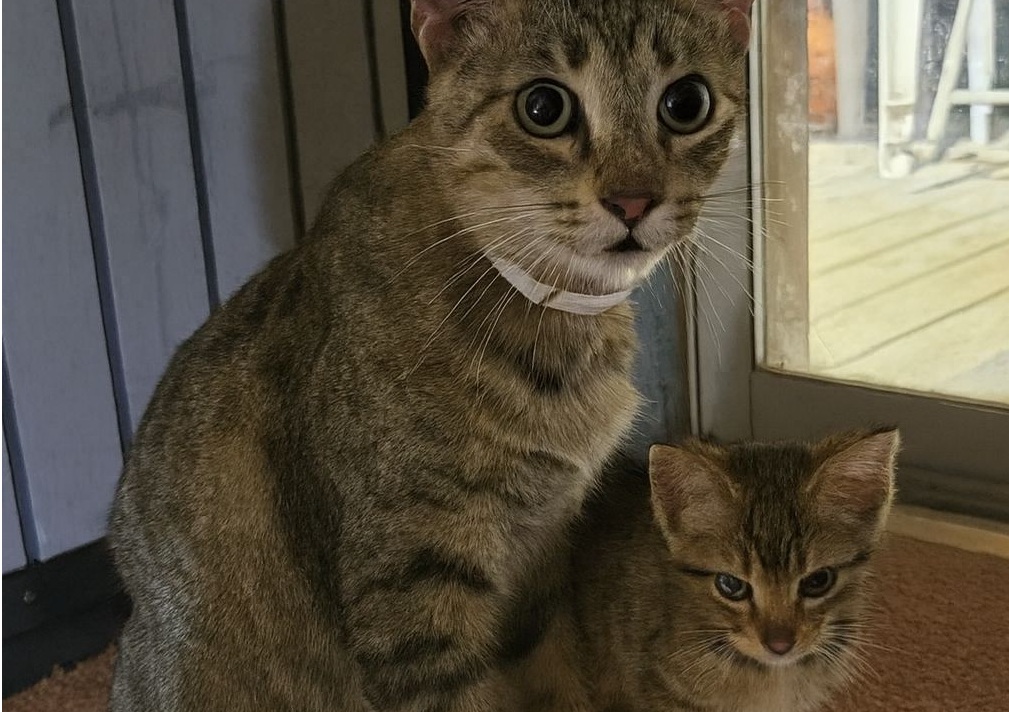 Una gatta affamata e stremata ha trovato la forza di presentarsi davanti a una porta stringendo a sé il suo gattino: cercava aiuto solo per lui.